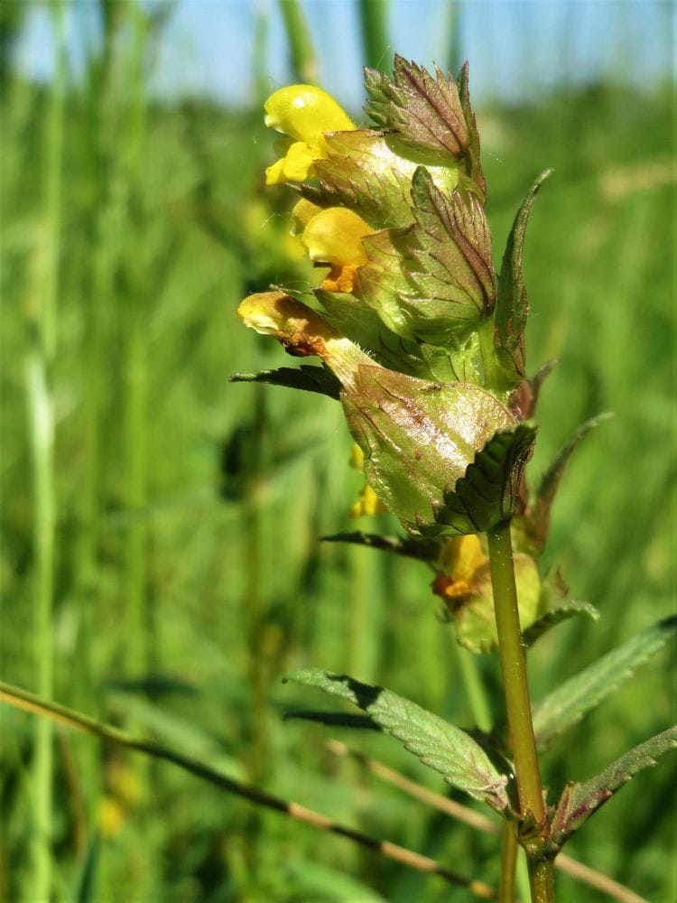 Rhianthus minor